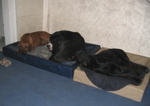 Gruppenkuscheln