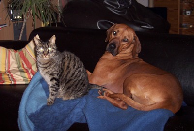 Ich und mein Freund Gizmo