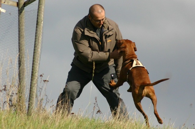 Beim Apportier Training 