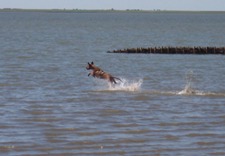 Wasserratte