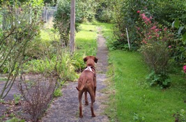 Der Garten
