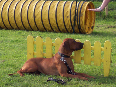In der Hundeschule